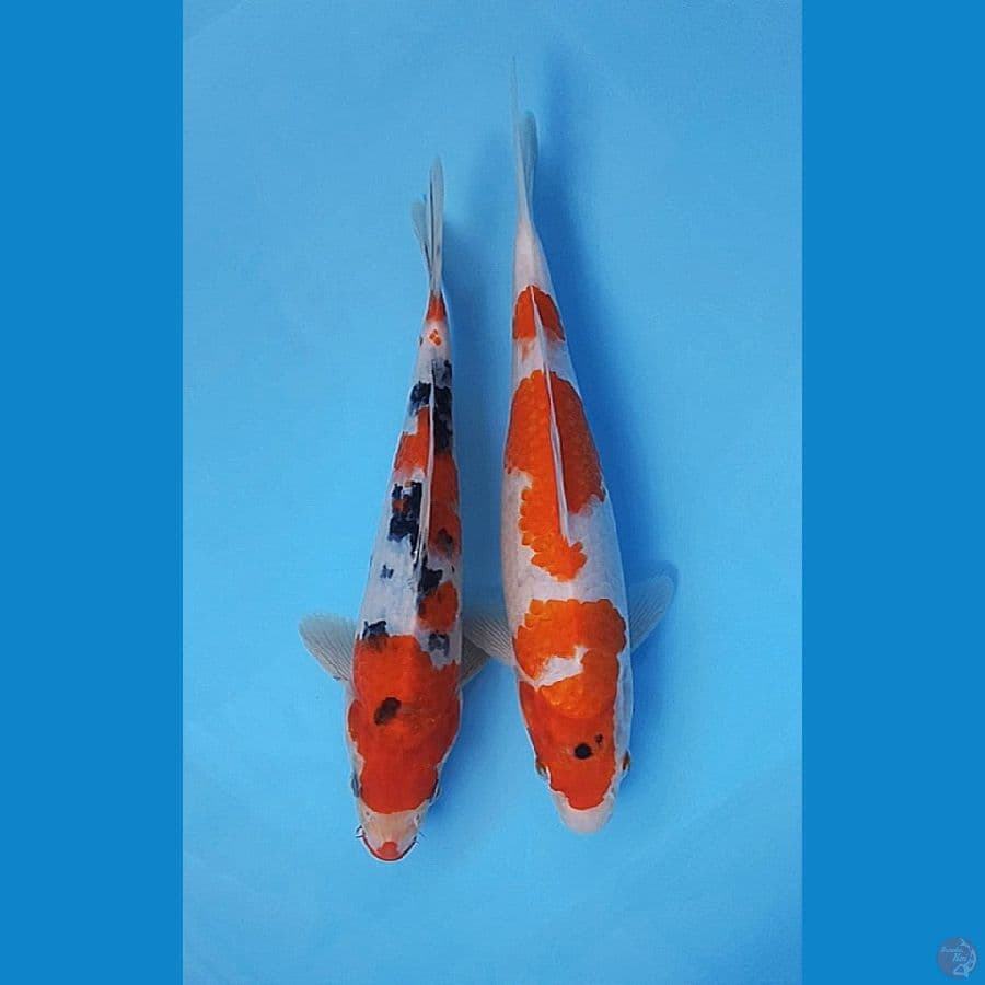 MIX DUO - SANKE X KOROMO 26-28CM