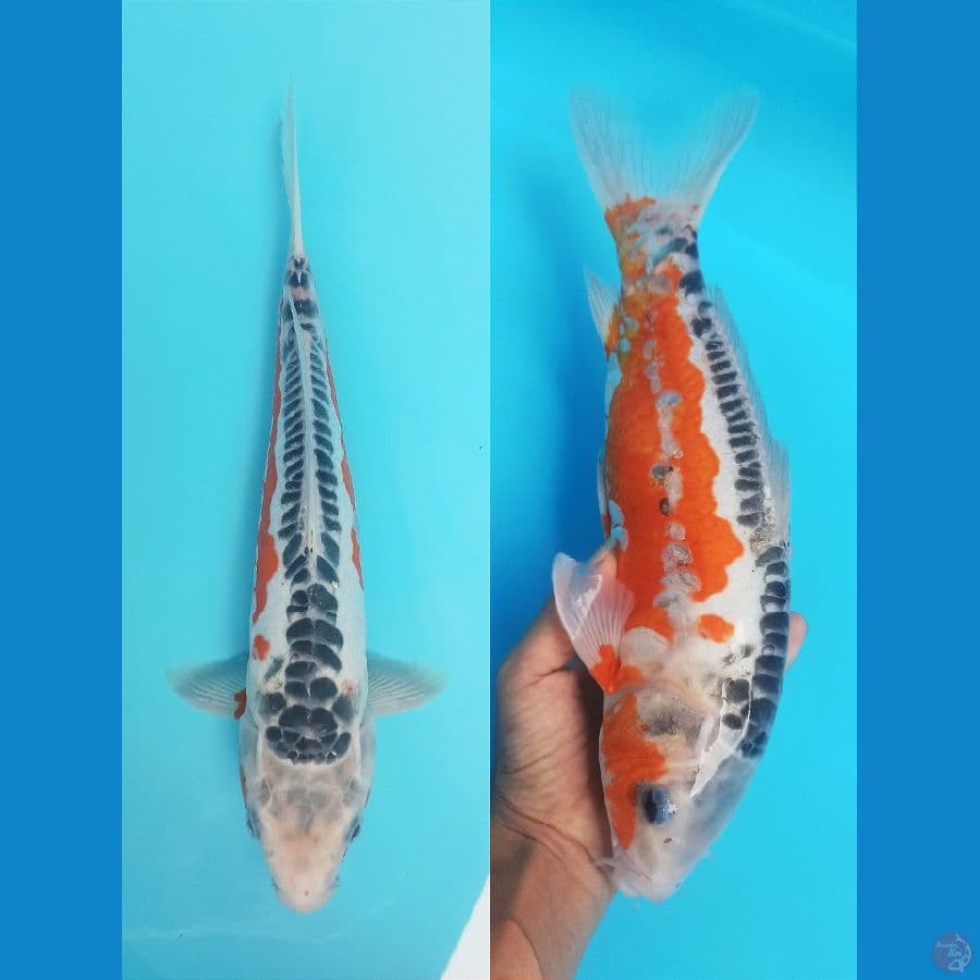 HANA SUSHUI BLYMJ 34CM
