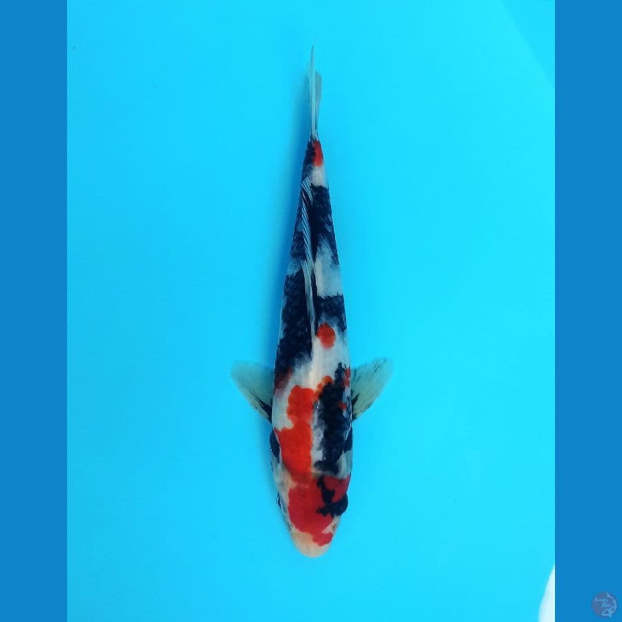 KINDAI SHOWA ML 25+CM