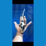 shiro size 23 cm female