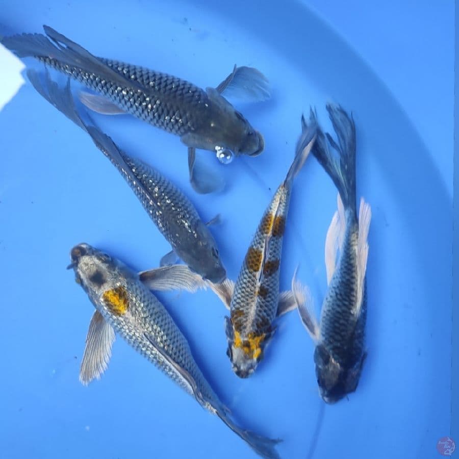 KUMPAY 5EKOR 20-24CM