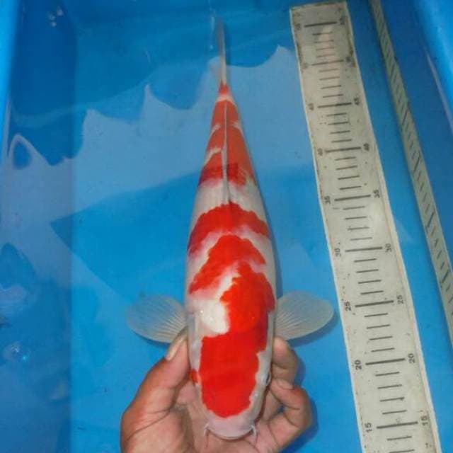 F1 KOHAKU ABSOLUTE