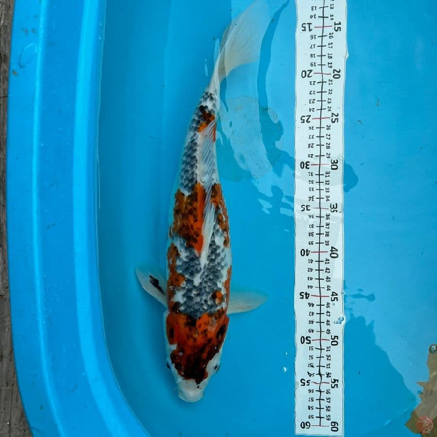 goshiki 42 cm
