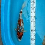 goshiki 42 cm