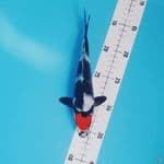 tancho showa size 22 cm 