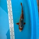 asagi 35 cm