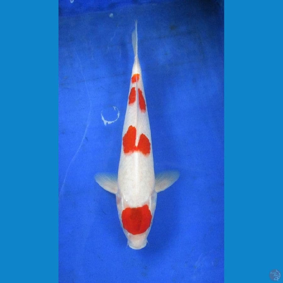 kohaku ±30cm