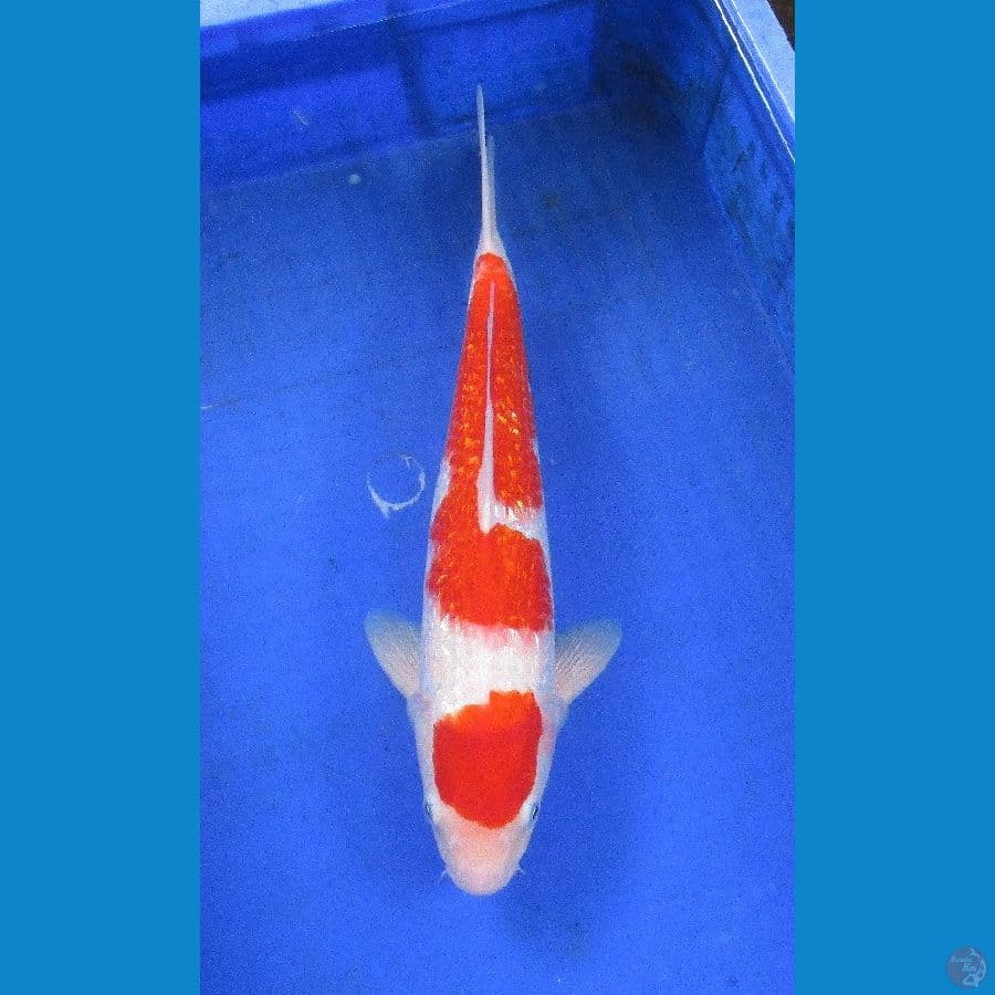 kohaku ginrin ±36cm jantan