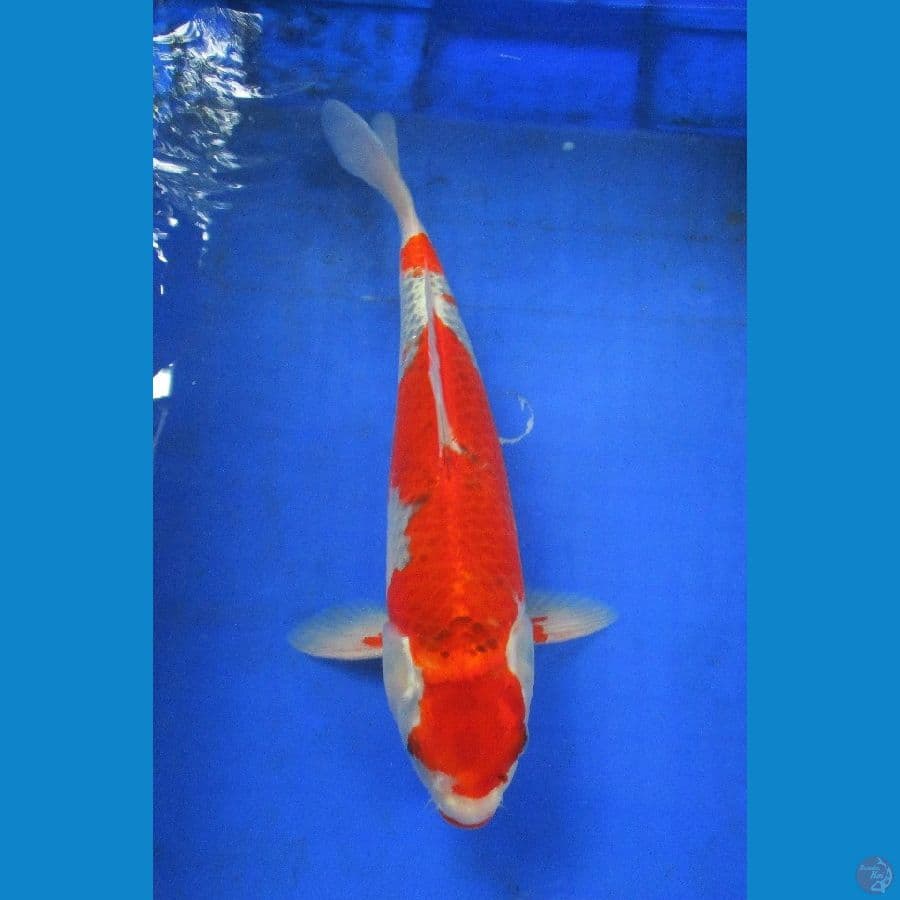 goshiki ±35cm