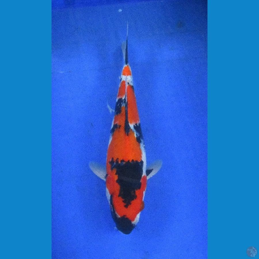 showa ±28cm