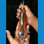 Shusui 23cm
