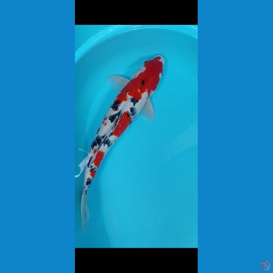 pejantan unggul 45 cm up