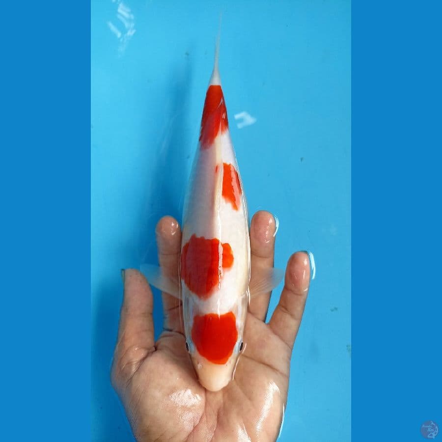 Kohaku 29cm