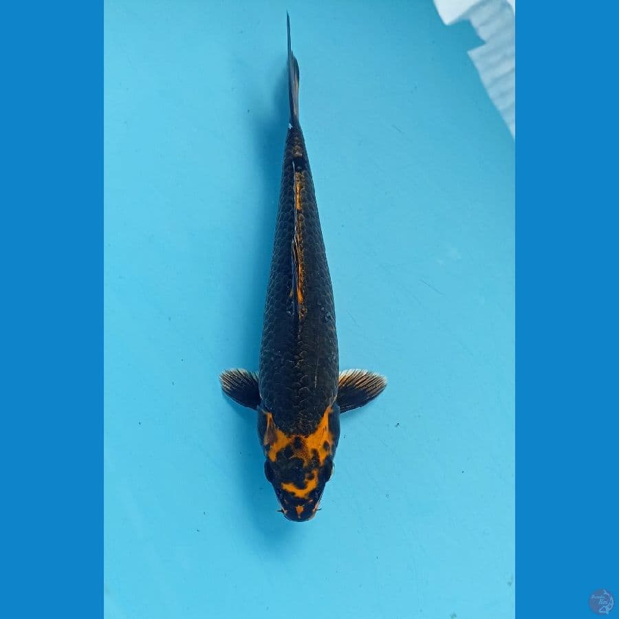 Antikan 24cm