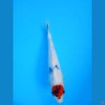 TC SOWA 22 CM 