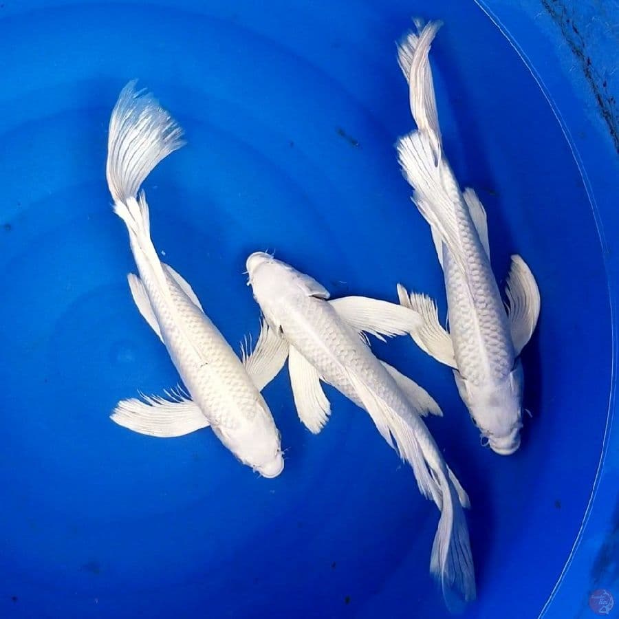 PLATINUM 32 CM