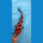 SHOWA GARANG F-39cm