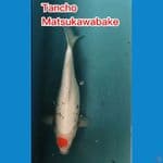 Tancho Matsukawabake 41 cm