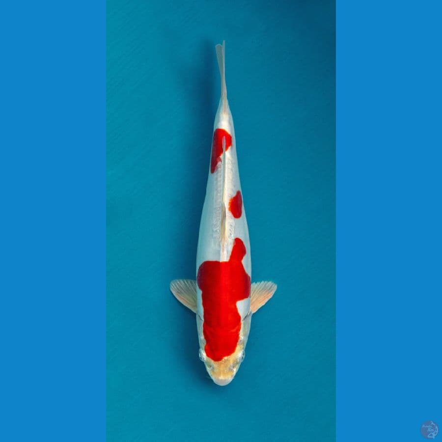 Kikushui 30cm merah strong SQ