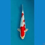 Kikushui 30cm merah strong SQ
