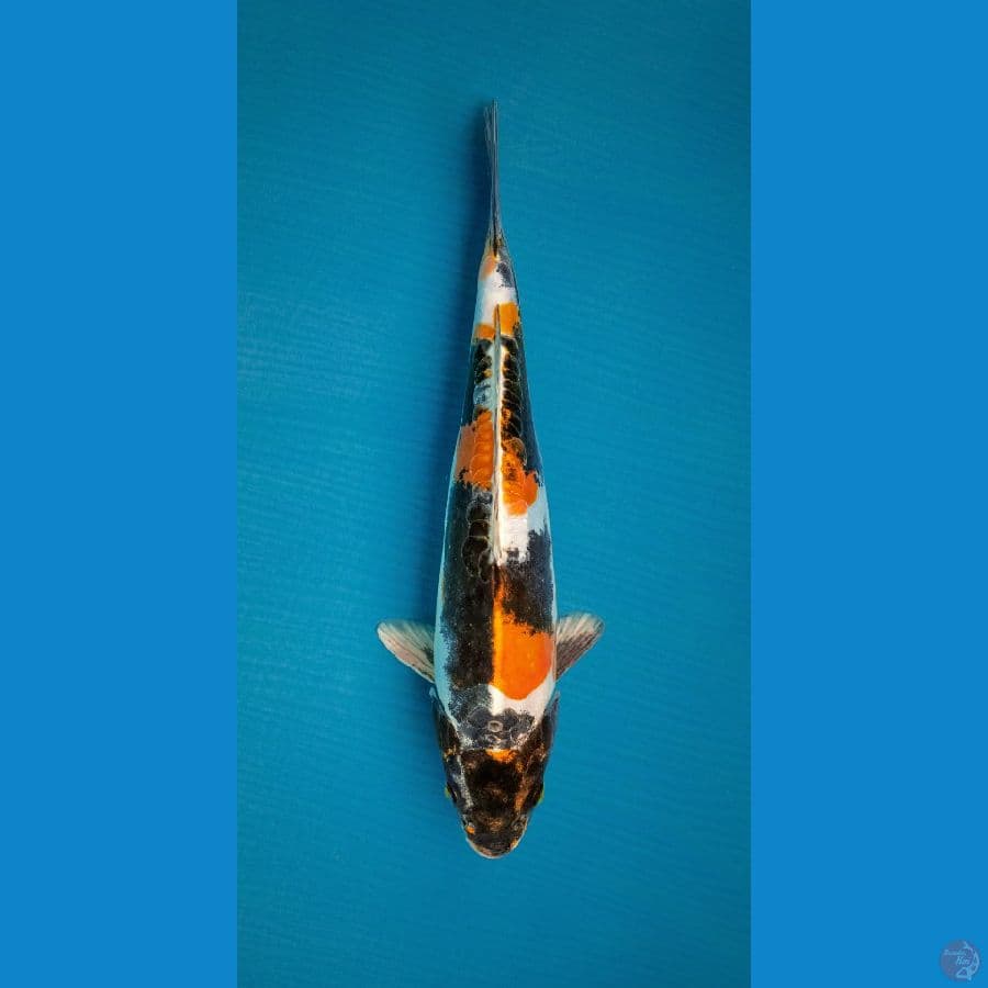 Kin Showa Doitsu SQ 32cm Rare