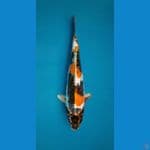 Kin Showa Doitsu SQ 32cm Rare