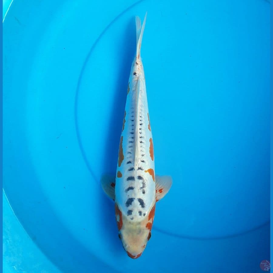 prospek hans shusui 37cm female