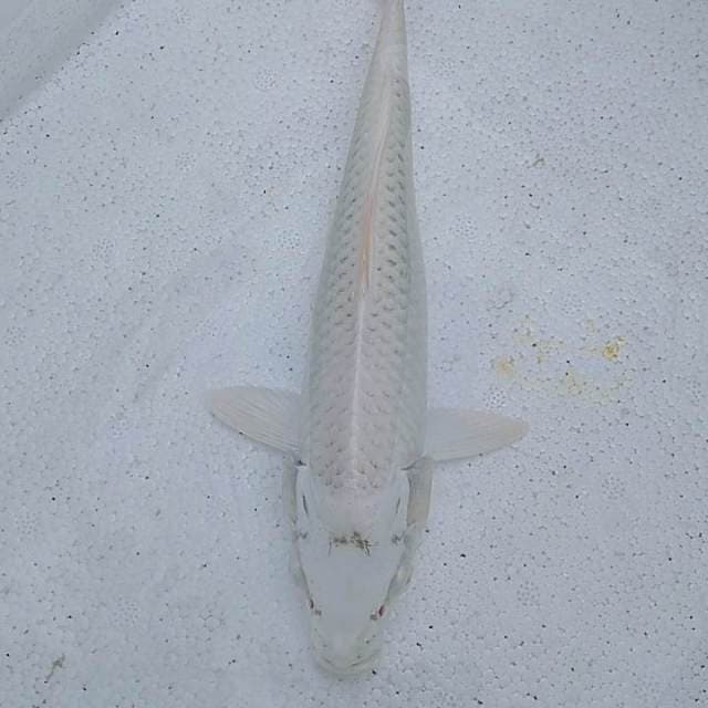 Mukashi putih