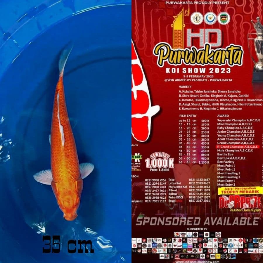 Ready Show Orenji Ogon 35 cm 