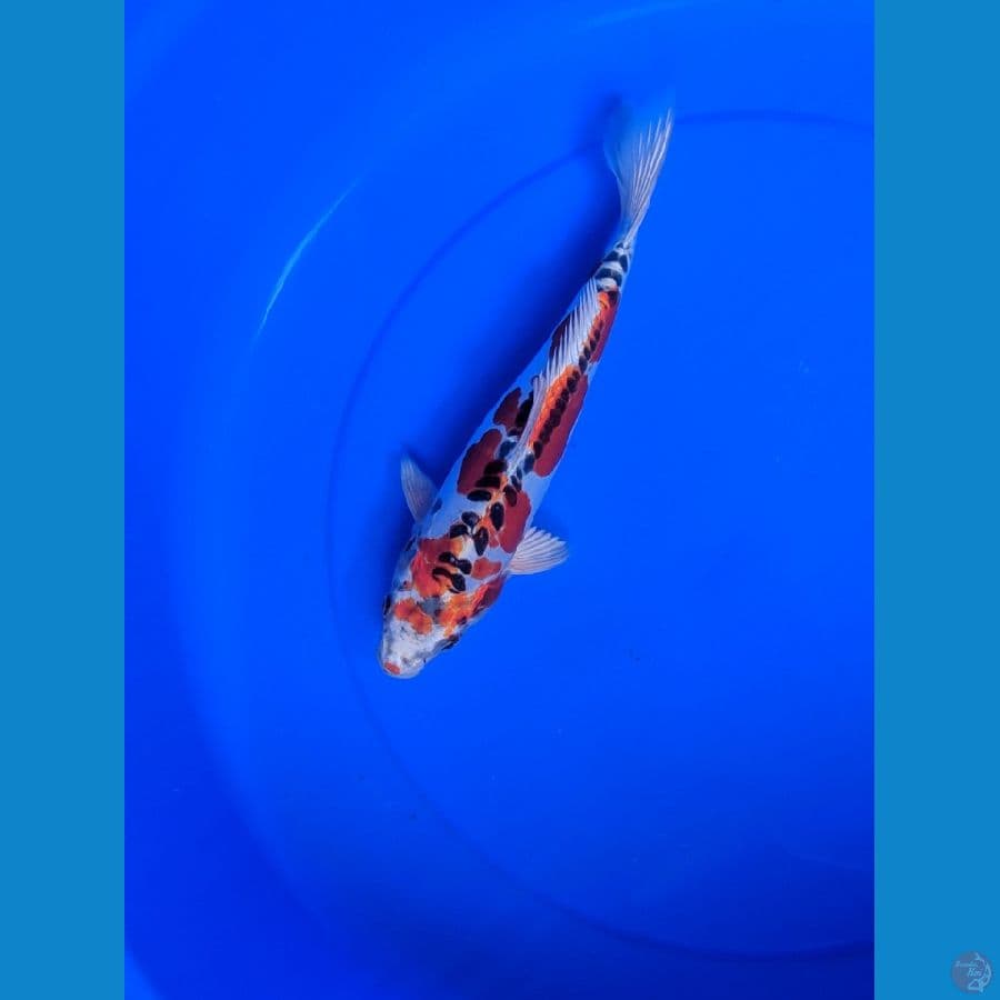kujaku doitsu 30 cm