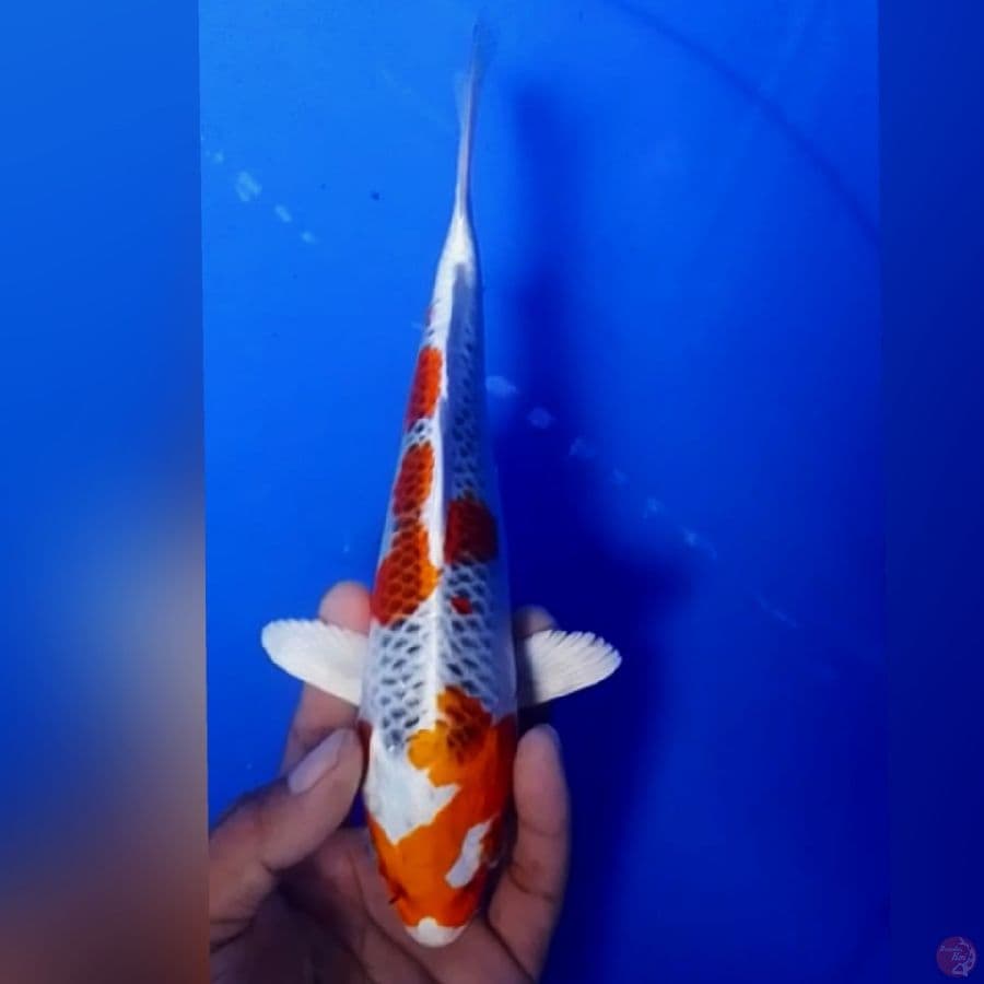 KOJAKU 24CM