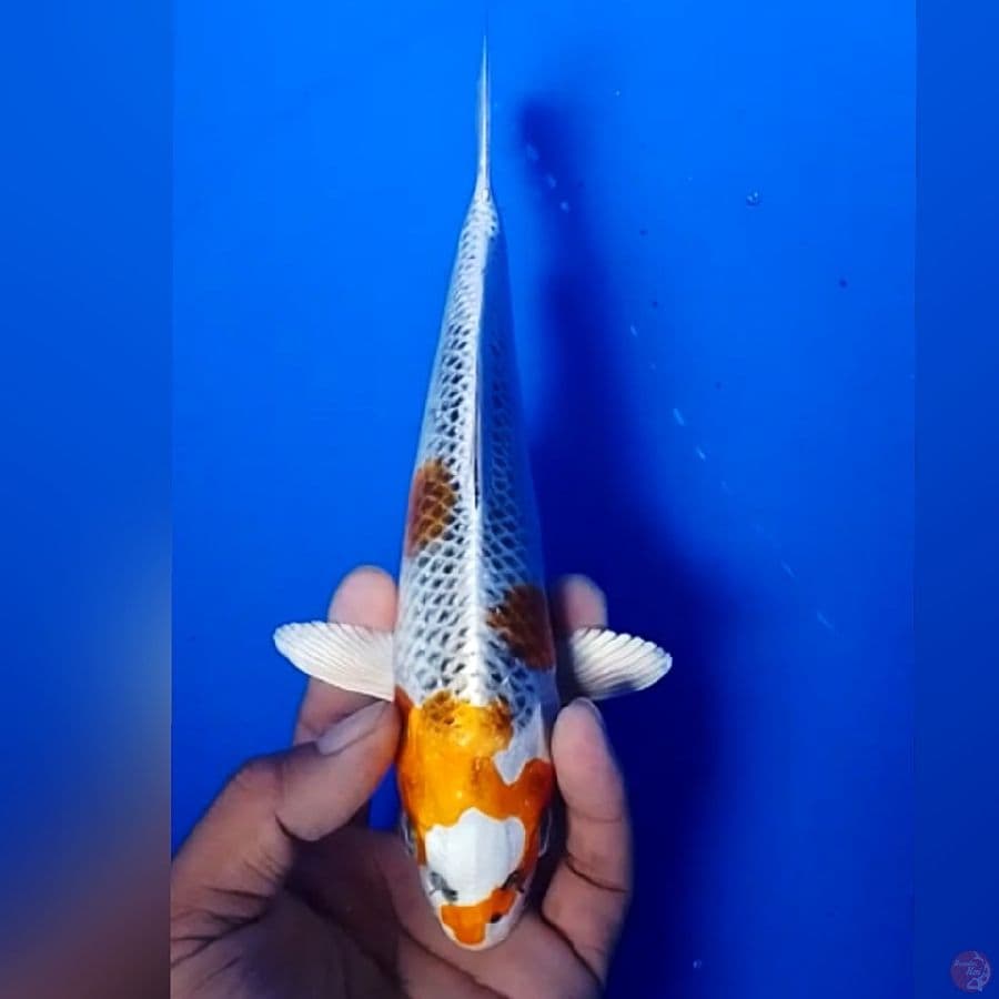 KOJAKU 23CM