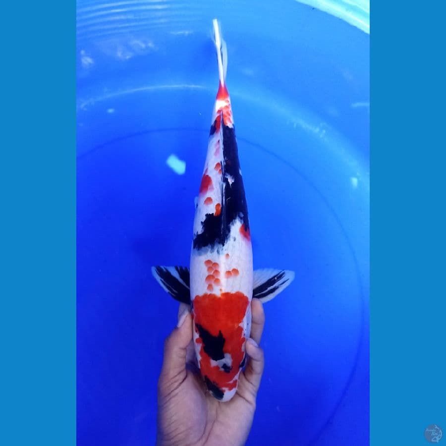 Kanoko showa