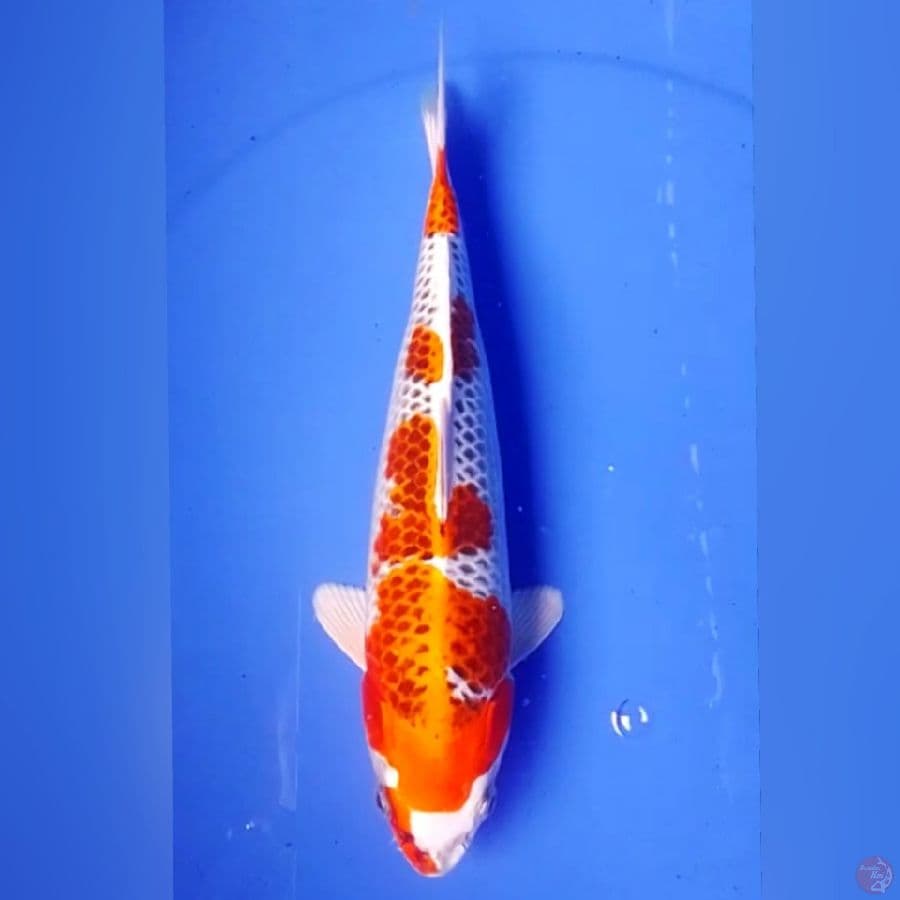 KOJAKU 30CM