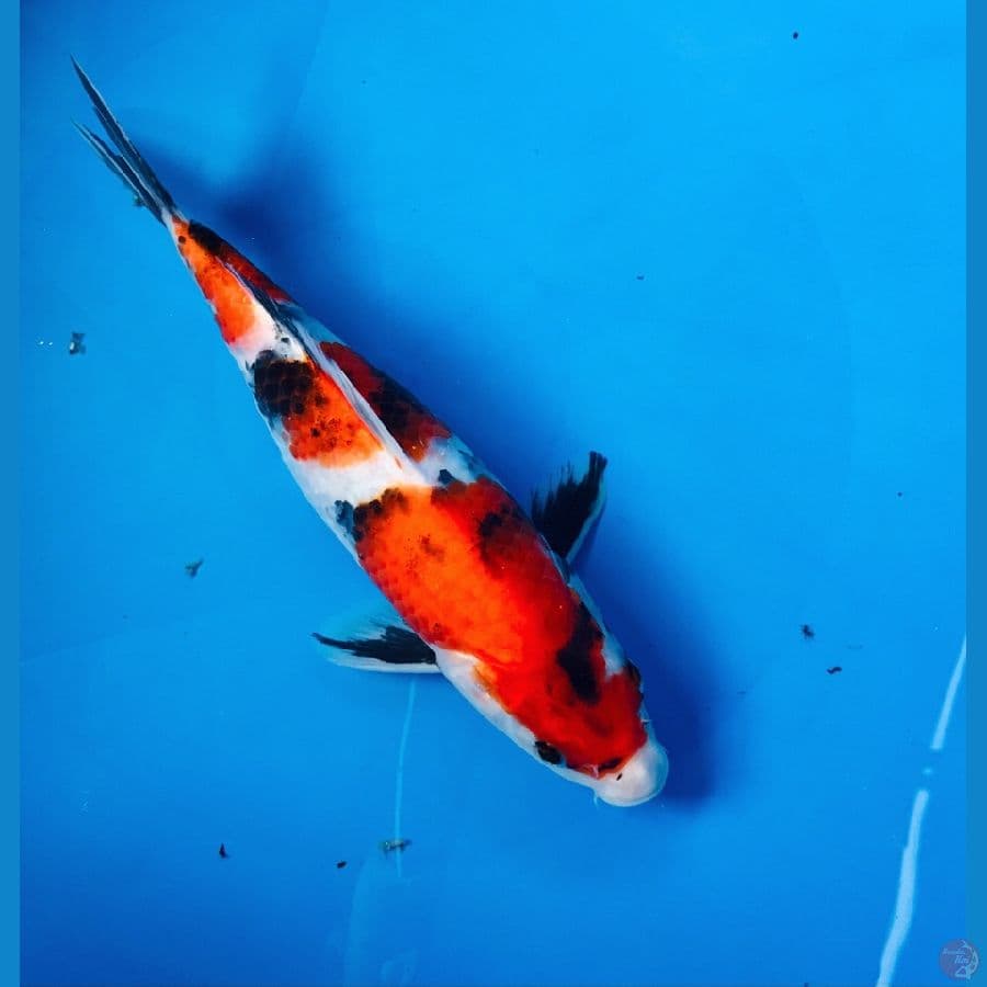 showa 25cm