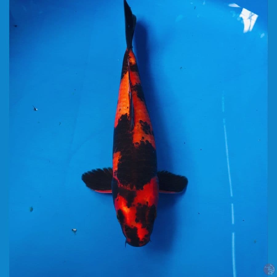 hikari utsuri 25cm