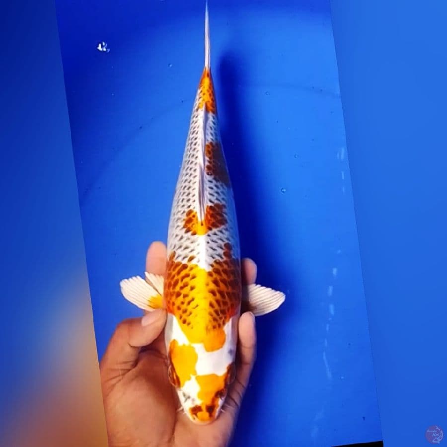 KOJAKU 33CM