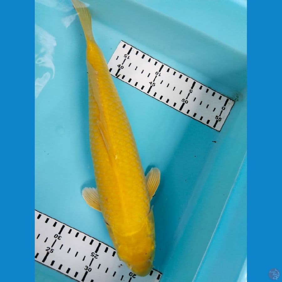 karasi j9z 35cm