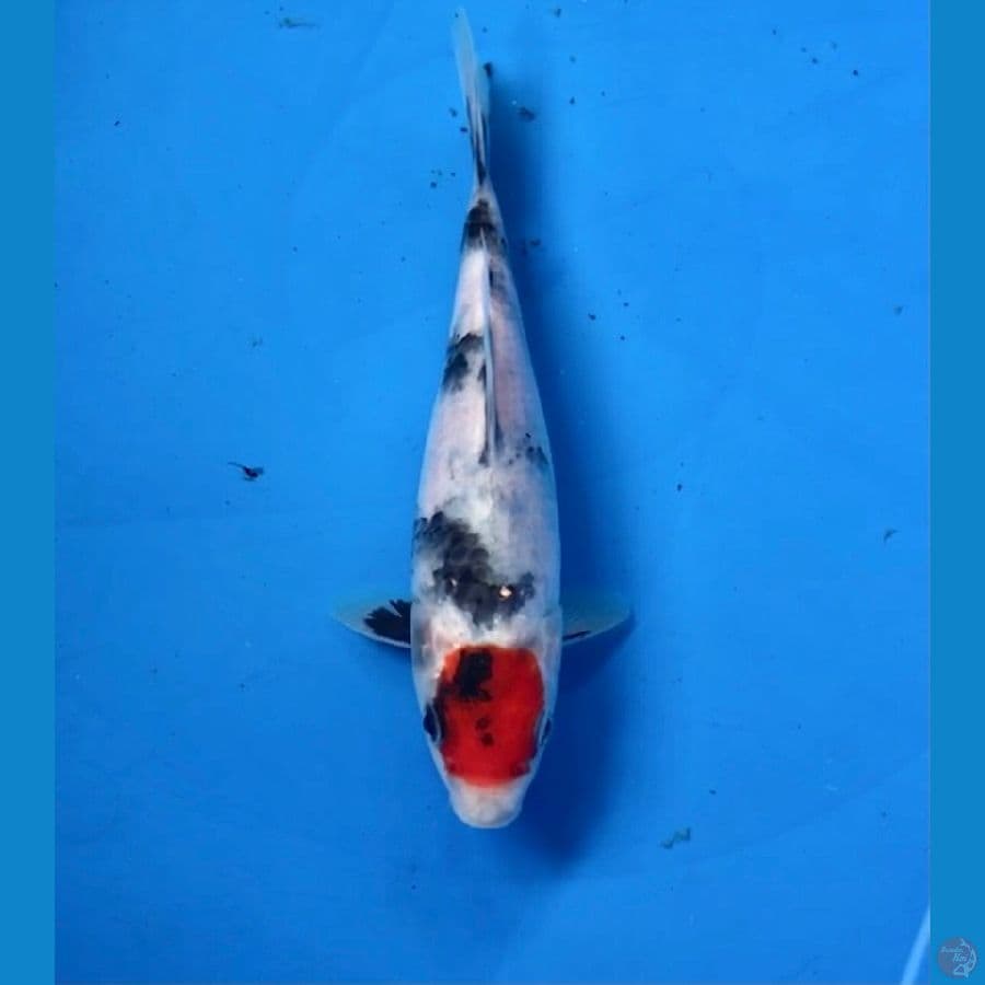 tancho showa tategoi 17cm