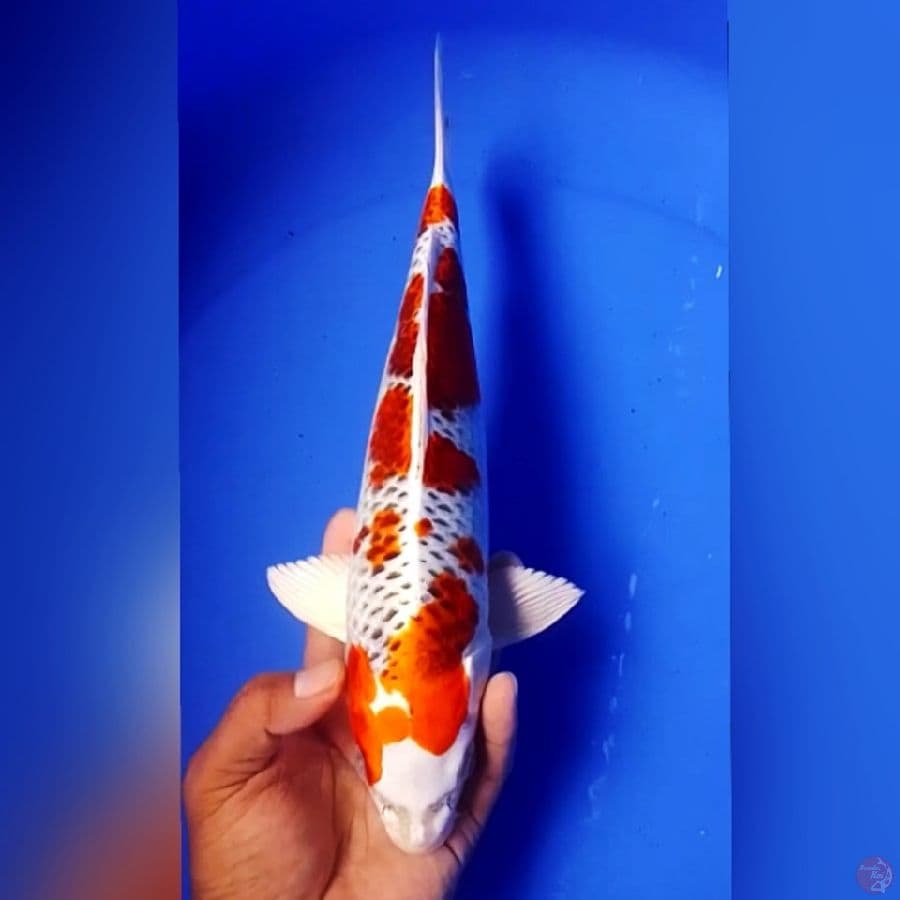 KOJAKU 33CM