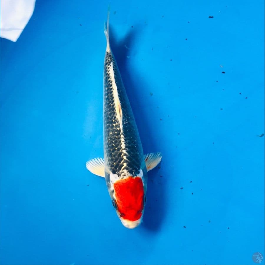 tancho beni gingga 17cm