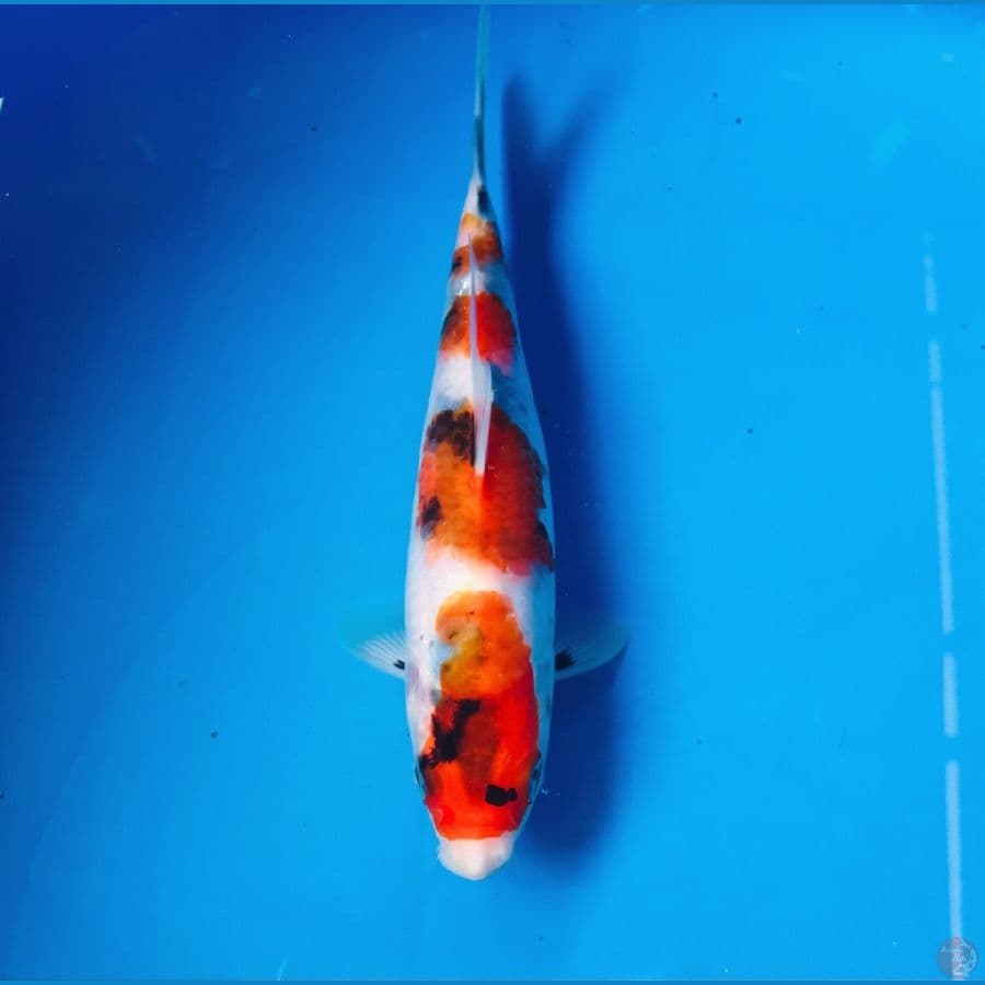 showa 18cm