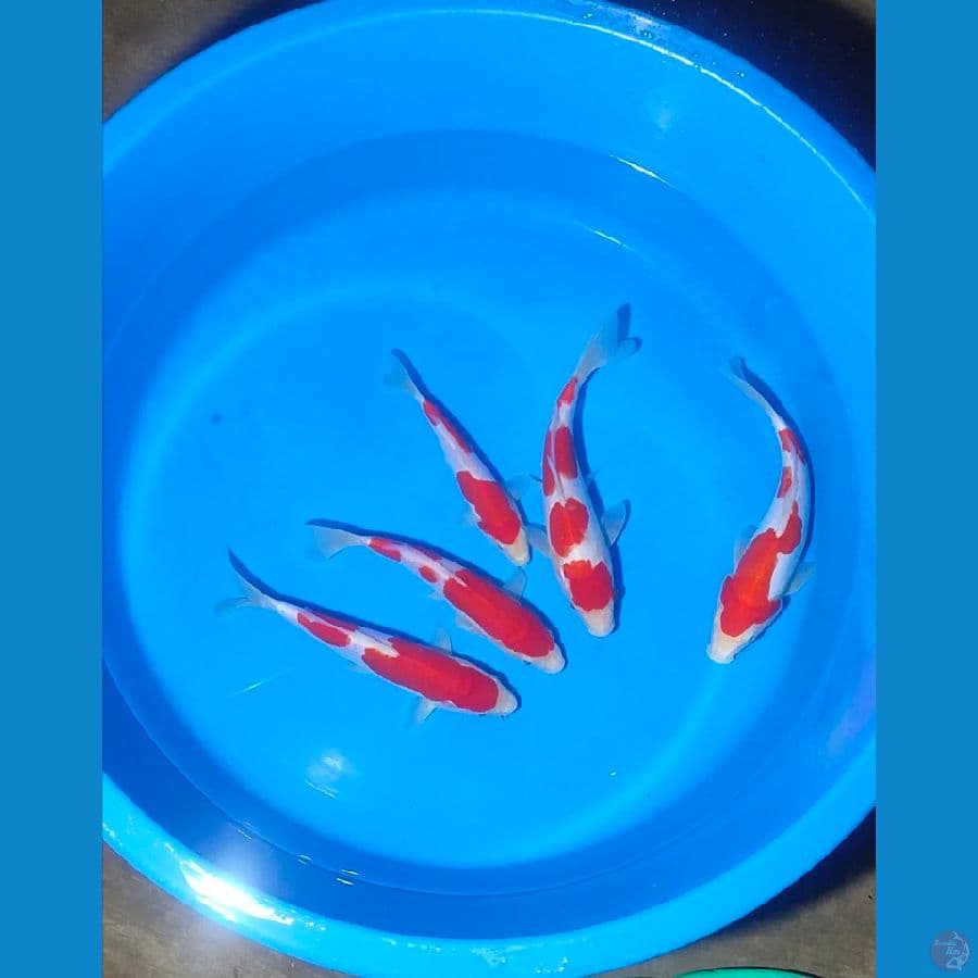 kohaku doitsu murni