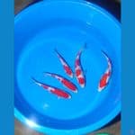 kohaku doitsu murni