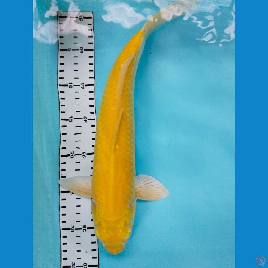 karasi 38cm