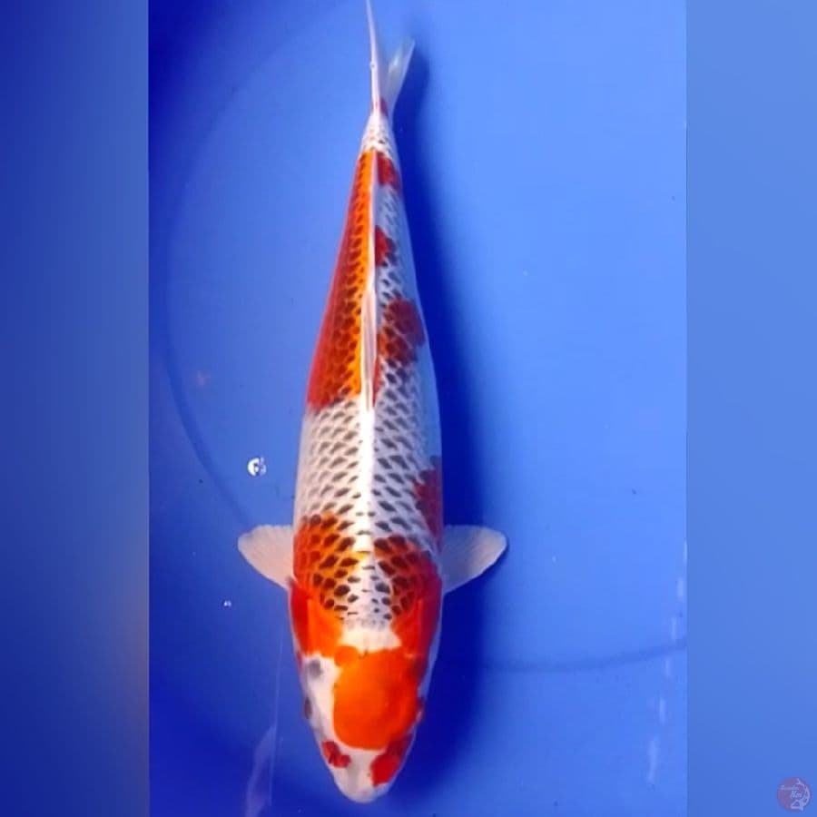 KOJAKU 40CM