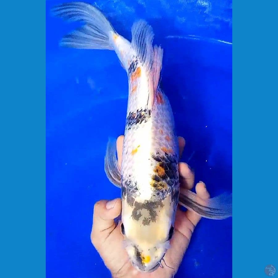 jumbo munuk ki kinshowa m 43 cm