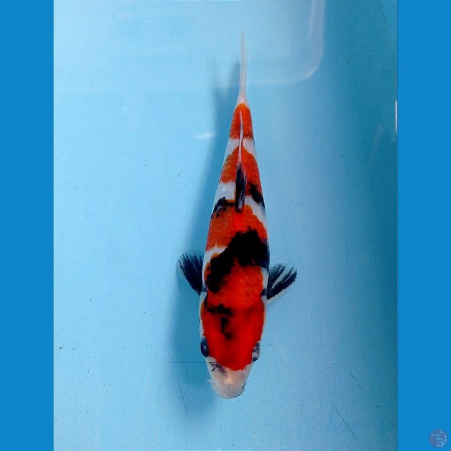 showa 19 cm 