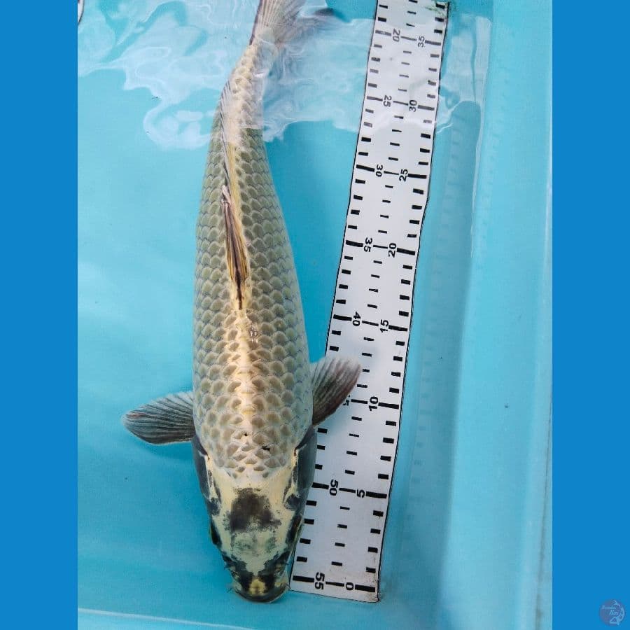 mukasi 39cm