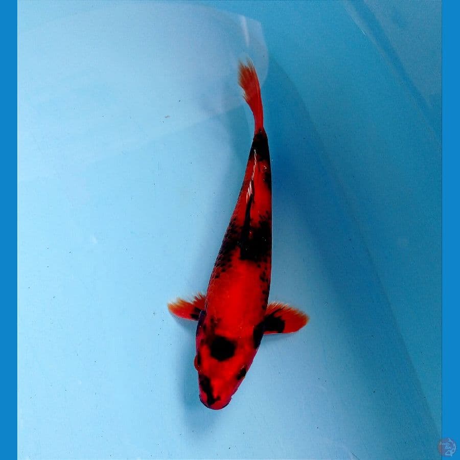 hi utsuri 20 cm 